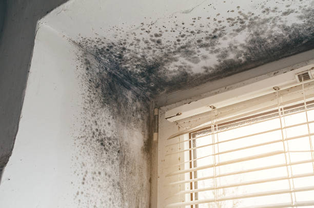 Trusted Basement Mold Remediation service in Lexington, MN - Cheap Mold Removal