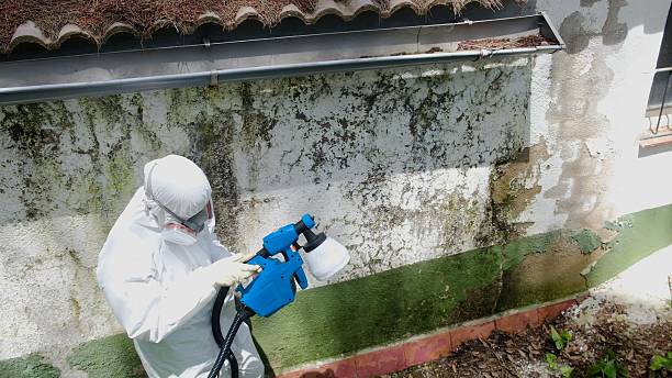 Trusted Mold Remediation service in Lexington, MN - Cheap Mold Removal